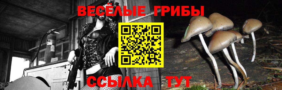 Псилоцибиновые грибы Cubensis  Вход с VPN  Партизанск  Галлюциногенные грибы Psilocybine cubensis 